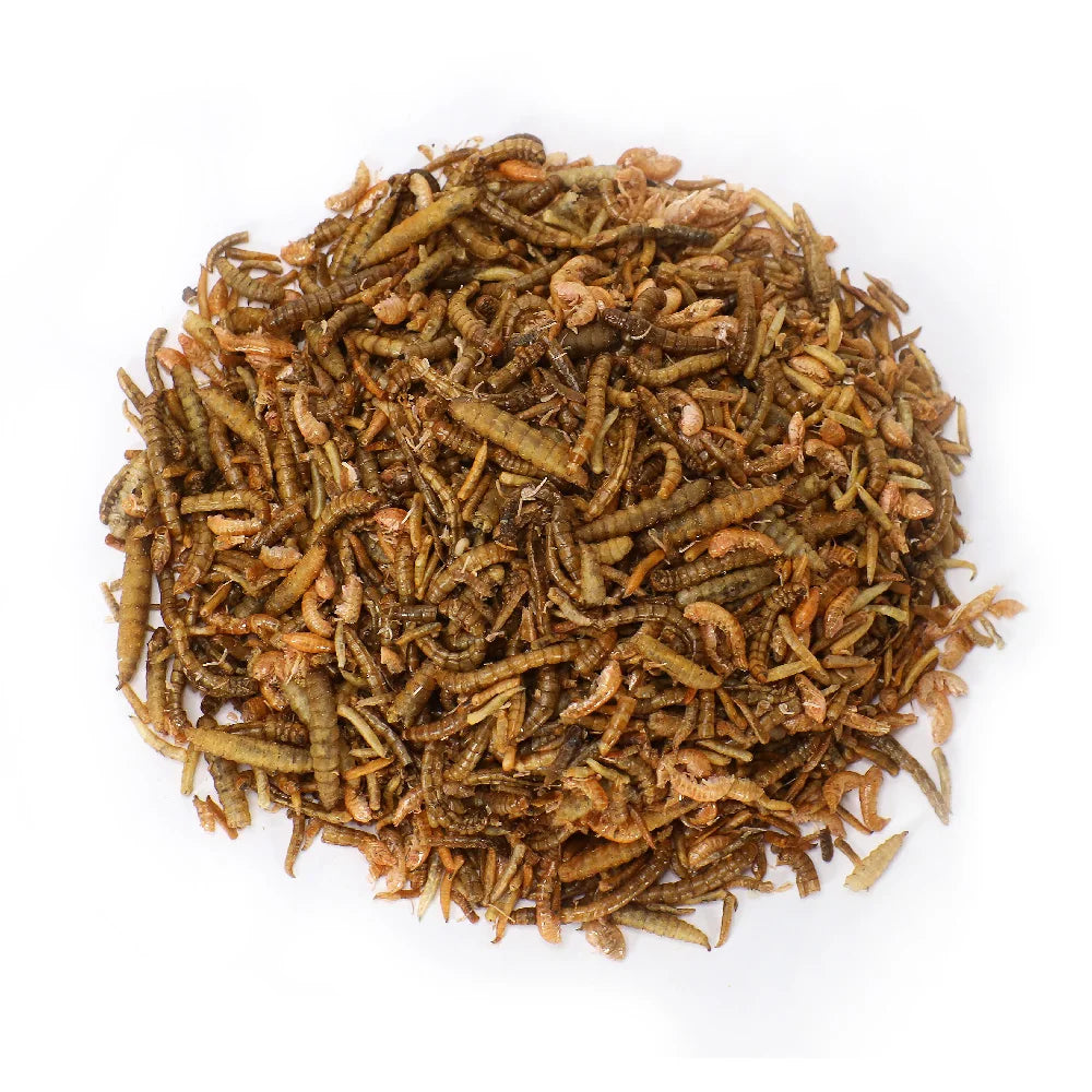 Wormfeed Mix - Combinación de Insectos de Alta Calidad 1kg