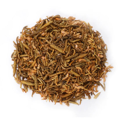 Wormfeed Mix 🐛 – Combinación de Insectos de Alta Calidad (1 kg)