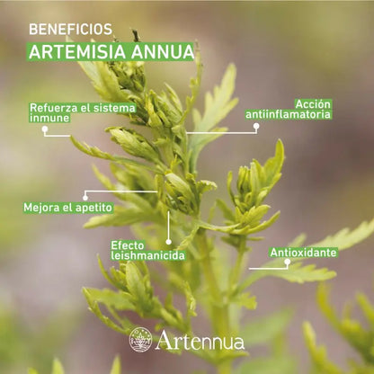 Artennua Artemisia Annua 🛡️ – 90 Cápsulas para el Sistema Inmunitario de Perros y Gatos