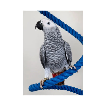 Psittacus Parrot Maintenance 🦜 – Mantenimiento para Loros Medianos y Grandes (3 kg / 15 kg)