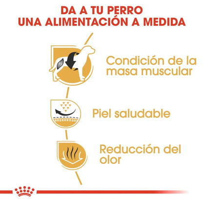 Royal Canin Bulldog Francés Adult 🐶 – Alimento Seco Específico para Perros Adultos (9 kg)