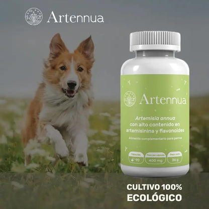 Artennua Artemisia Annua 🛡️ – 90 Cápsulas para el Sistema Inmunitario de Perros y Gatos
