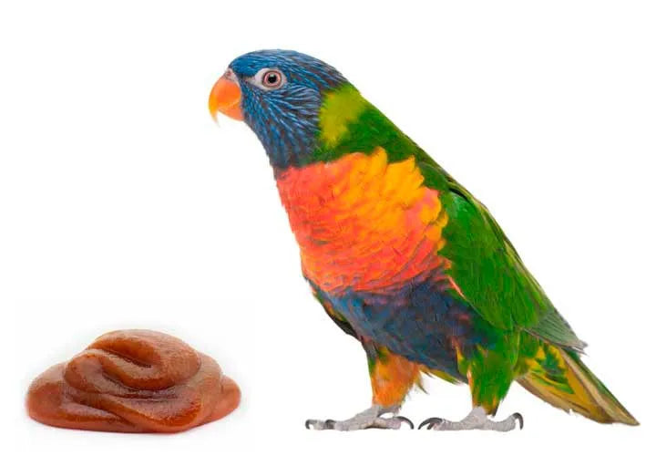 Lorifeed - Néctar Completo Natural para Loris 10kg