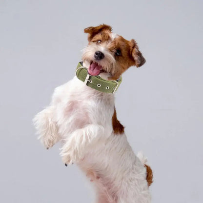 Collar de Nylon Ajustable 🐕 – Anilla de Enganche Resistente para Perros