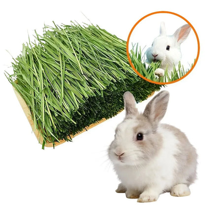 Heno Timothy Deshidratado 🌾 – Rico en Fibra para Conejos, Chinchillas y Cobayas