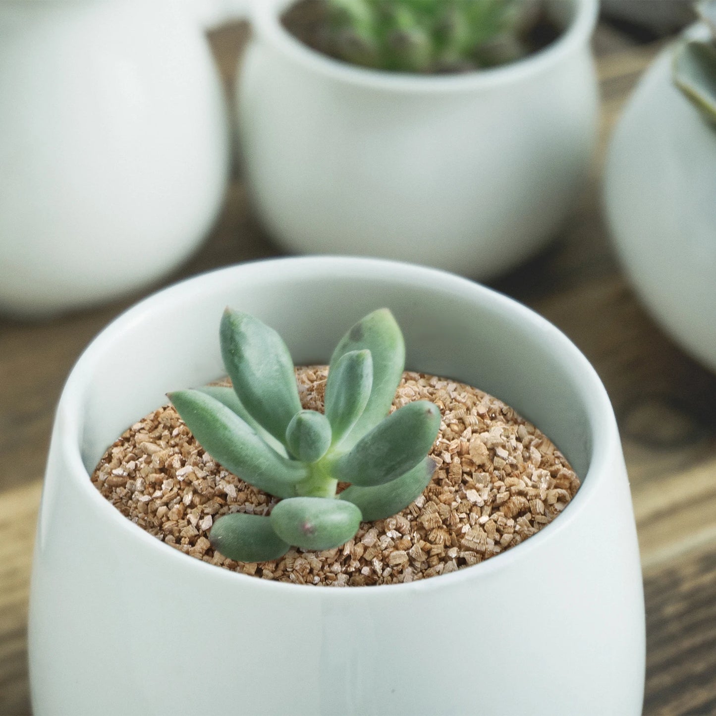 Vermiculita 3L - Sustrato de Cultivo para Plantas, Terrarios y Hongos