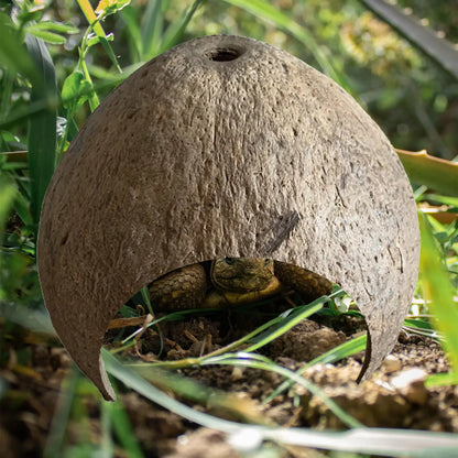 Choza de Cáscara de Coco - Escondite y Refugio de Cría para Cangrejos Ermitaños y Reptiles