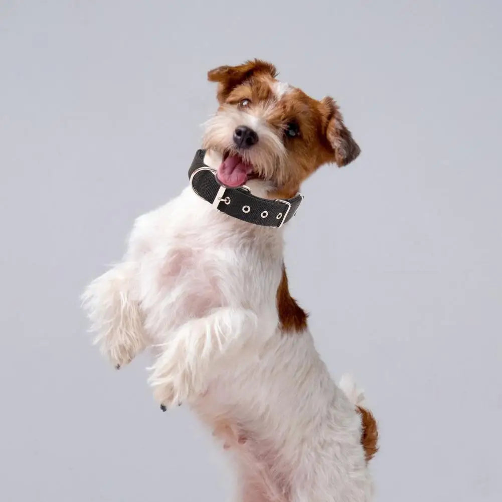 Collar de Nylon Ajustable para Perros - Anilla de Enganche Resistente