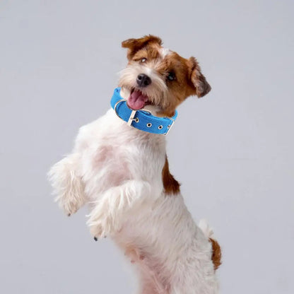 Collar de Nylon Ajustable 🐕 – Anilla de Enganche Resistente para Perros