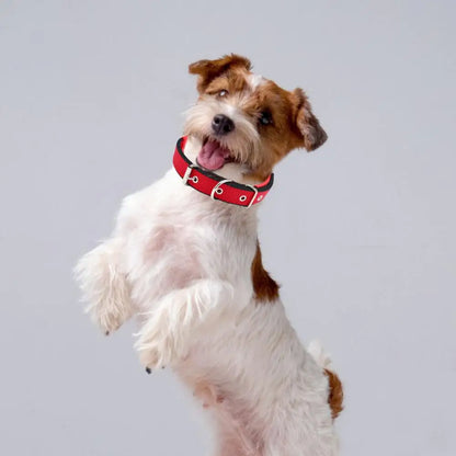 Collar de Nylon Ajustable 🐕 – Anilla de Enganche Resistente para Perros