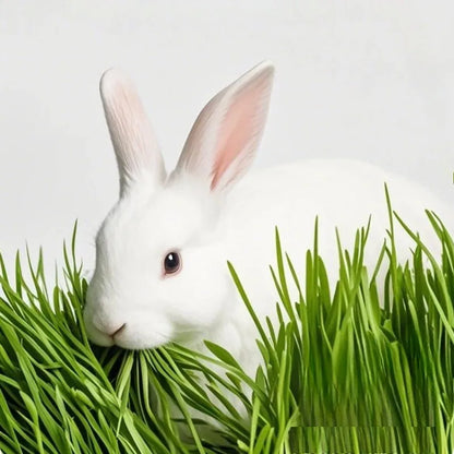 Heno Timothy Deshidratado 🌾 – Rico en Fibra para Conejos, Chinchillas y Cobayas