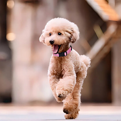 Collar Antipulgas Ajustable 🛡️ – Para Perros, Disponible en 3 Colores