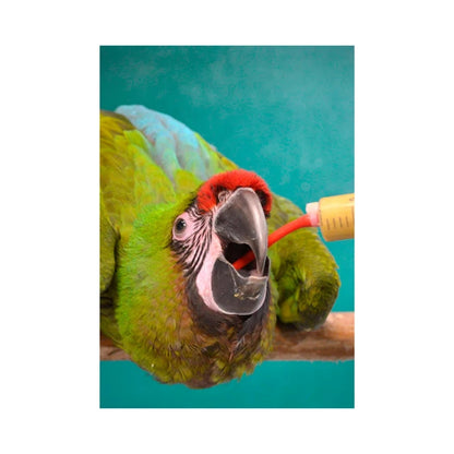 Psittacus Lory Special Hand Feeding 🐦 – Papilla de Cría para Loris (1 kg / 5 kg)