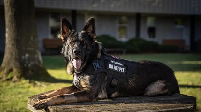 Arnés Táctico Militar 🎖️ – Bolsillos Molle, Incluye Correa y Collar para Perros