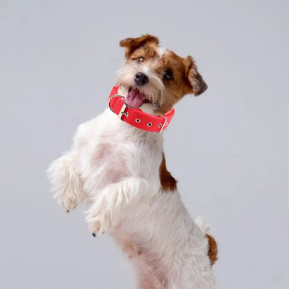 Collar de Nylon Ajustable 🐕 – Anilla de Enganche Resistente para Perros