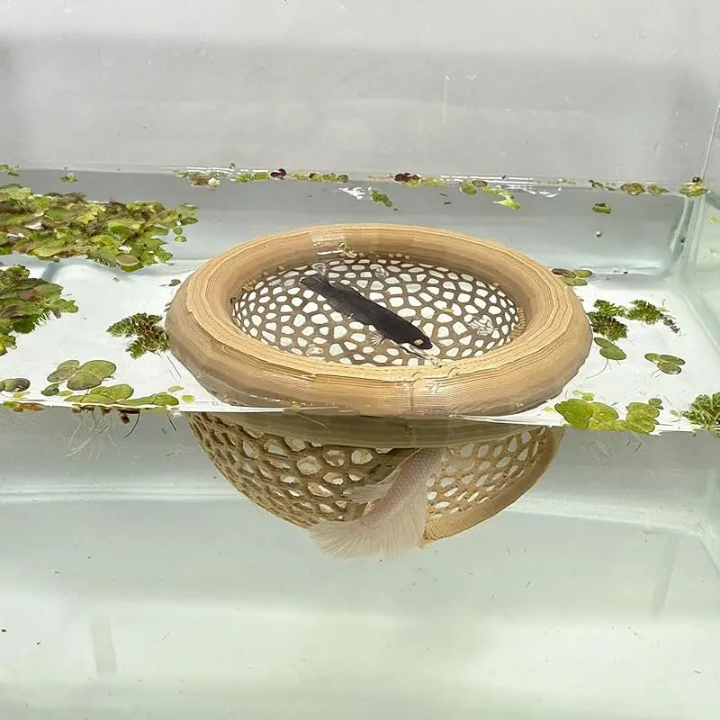 Cueva Flotante 3 en 1 para Peces y Camarones - Hamaca y Comedero para Betta