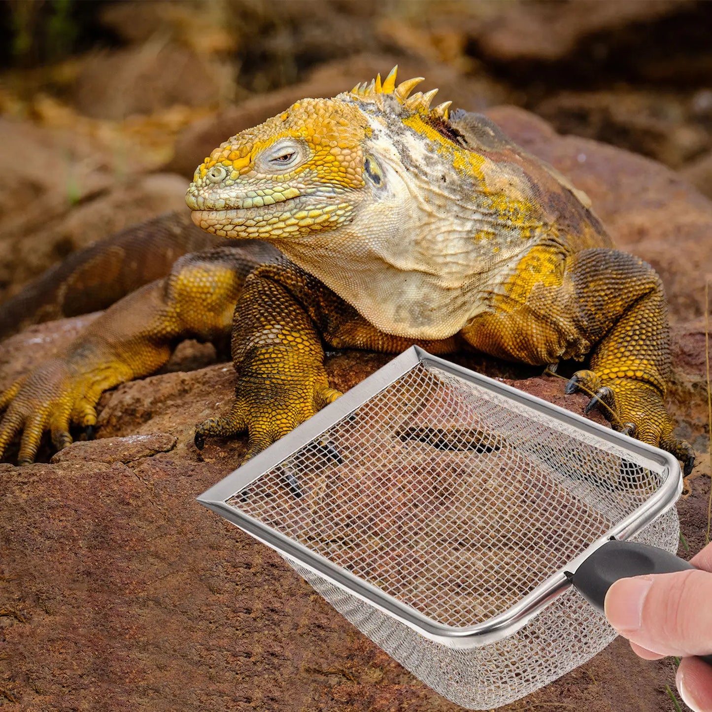 Pala Filtradora de Acero Inoxidable para Sustrato de Terrario - Mango Ergonómico para Reptiles